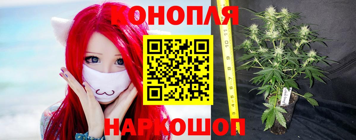 Бошки Шишки семена  Каннабис Bruce Banner  Вход с VPN  Губкинский  МАРИХУАНА OG Kush  Марихуана конопля 